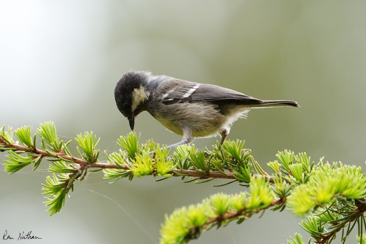 Coal Tit - ML581403941