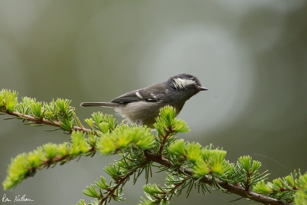 Coal Tit - ML581403981