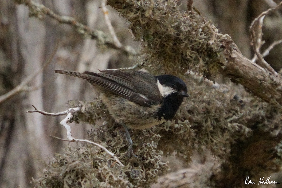 Mésange noire - ML581404011