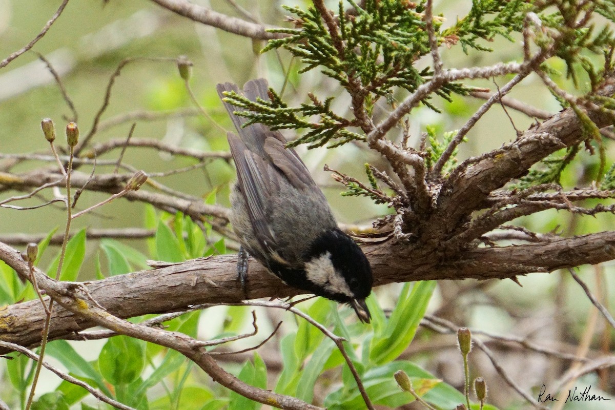 Coal Tit - ML581404031