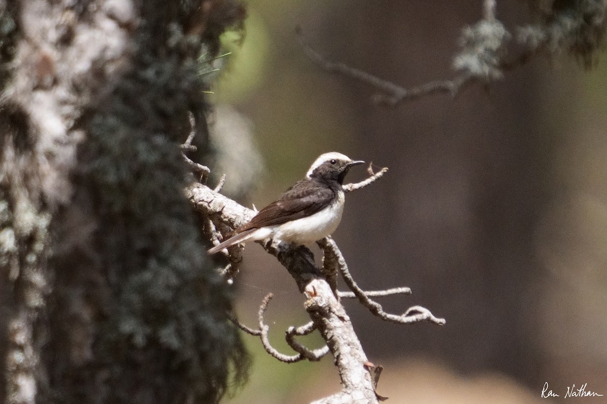 Cyprus Wheatear - ML581404041