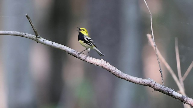 Black-throated Green Warbler - ML581404221