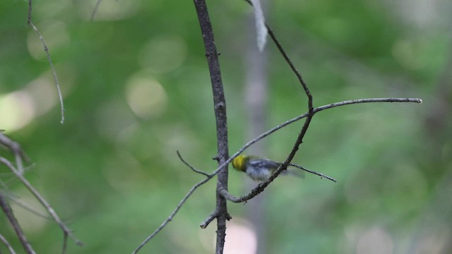 Black-throated Green Warbler - ML581404471