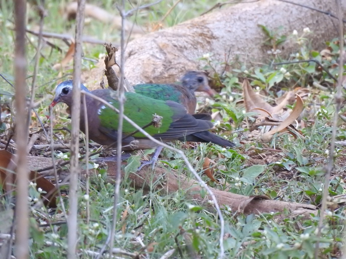 Asian Emerald Dove - ML581404731