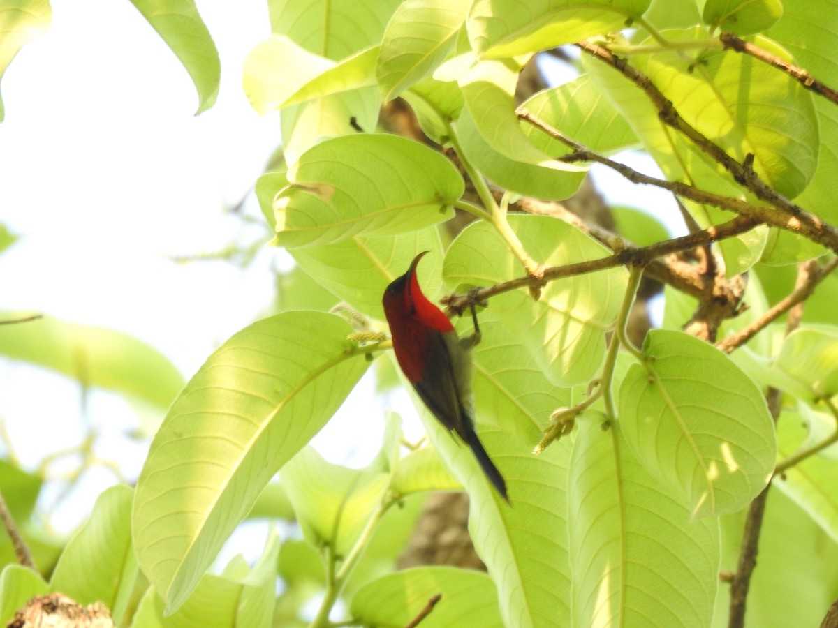 Crimson Sunbird - ML581405361