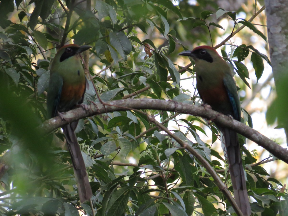 Rufous-capped Motmot - Aline Horikawa