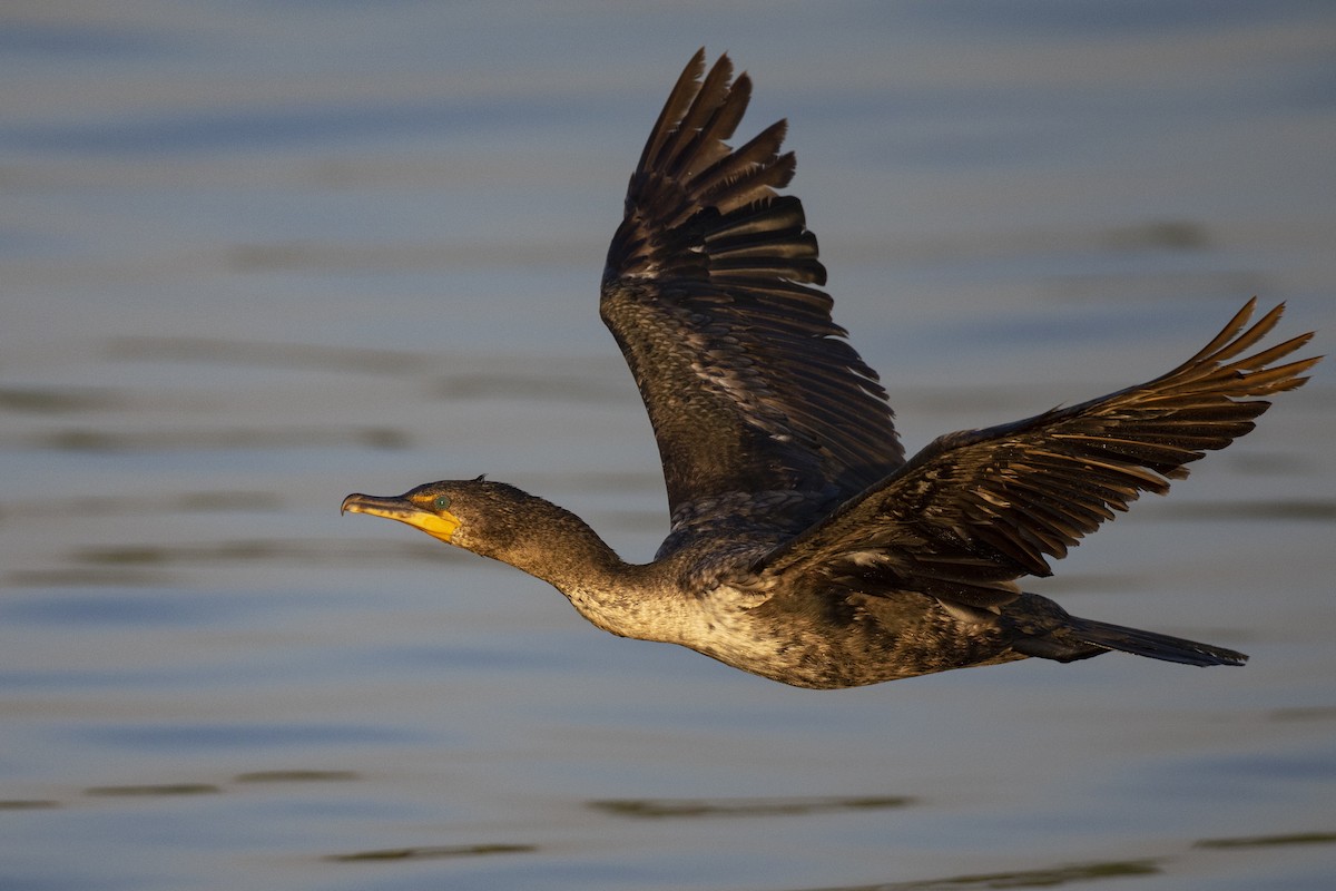 Double-crested Cormorant - ML581405871