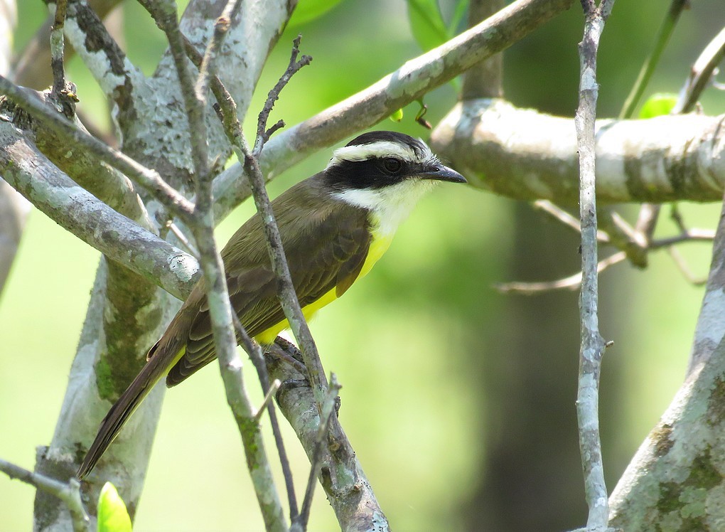 White-bearded Flycatcher - ML581406131