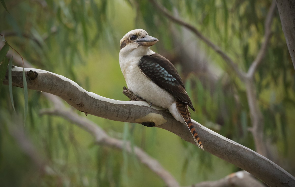 Laughing Kookaburra - David  Tytherleigh