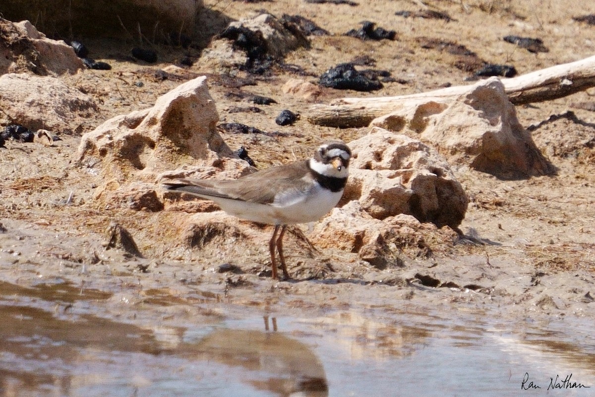 Common Ringed Plover - ML581406761