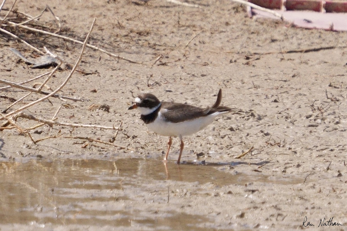 Common Ringed Plover - ML581406771