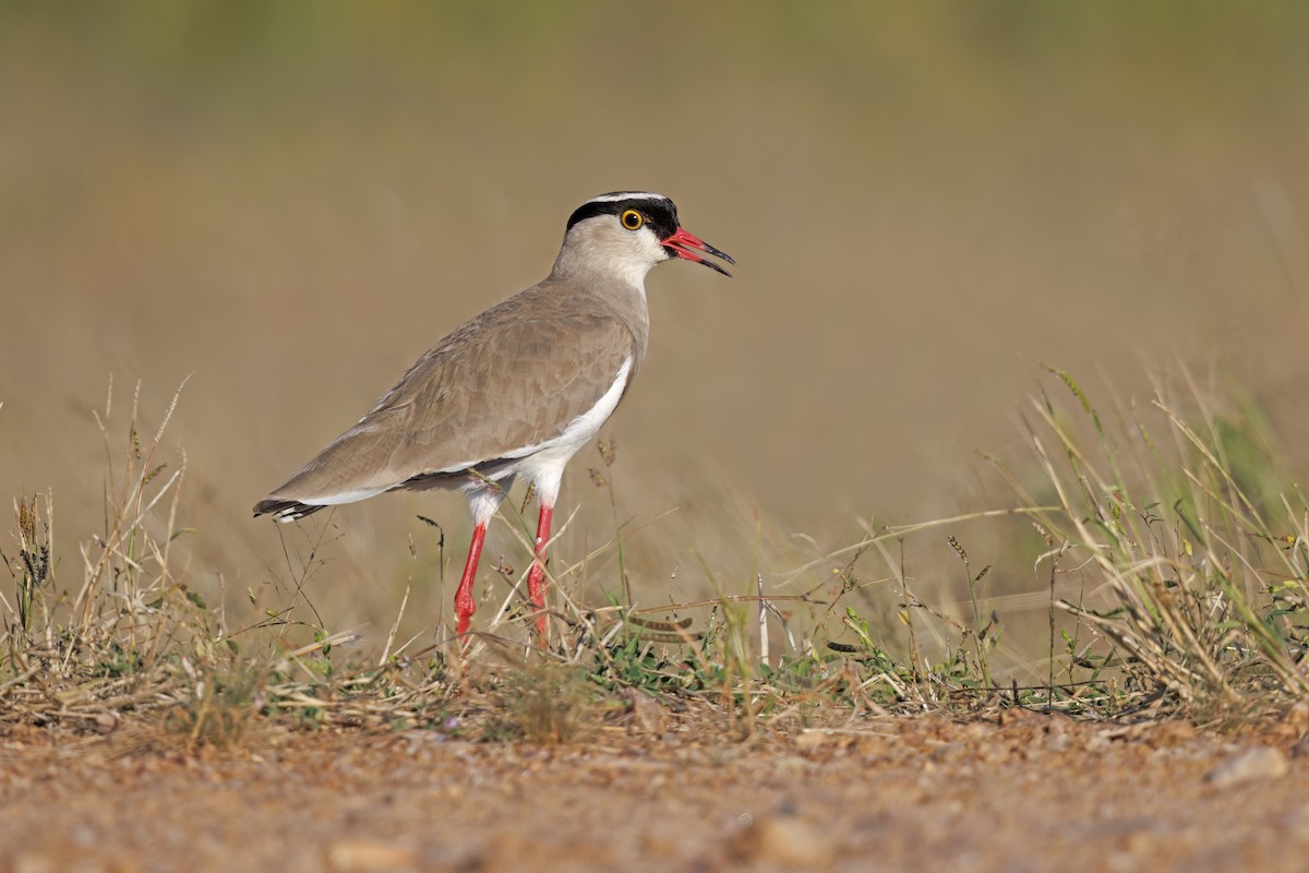 オウカンゲリ - ML581406891