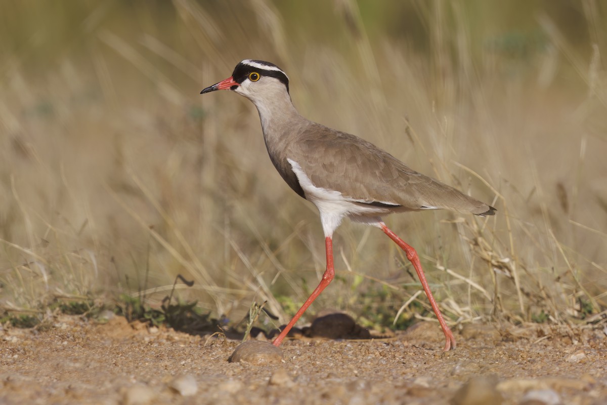 Crowned Lapwing - ML581406901