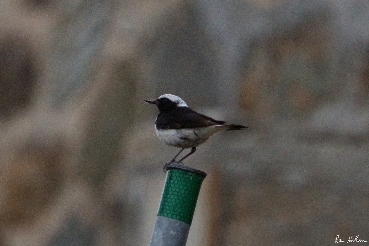 Cyprus Wheatear - Ran Nathan