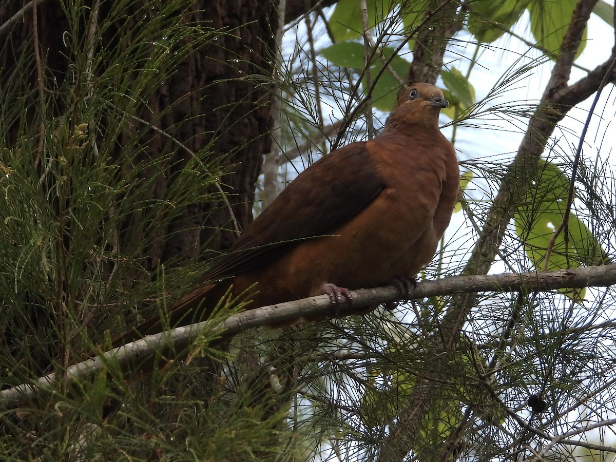 Brown Cuckoo-Dove - ML581409271