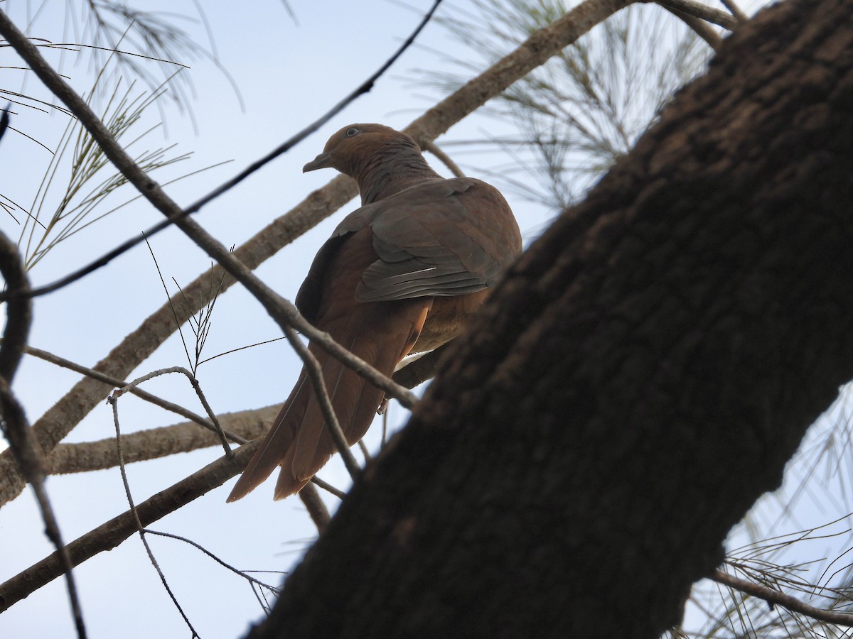 Brown Cuckoo-Dove - ML581409281