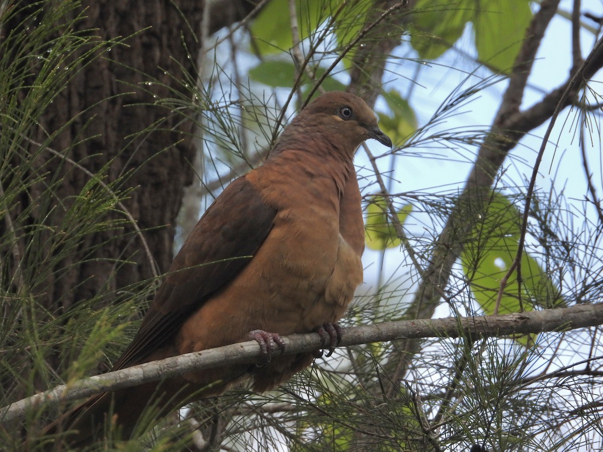 Brown Cuckoo-Dove - ML581409291