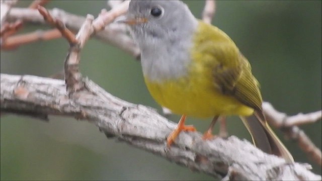 Gobemoustique à tête grise - ML581409641