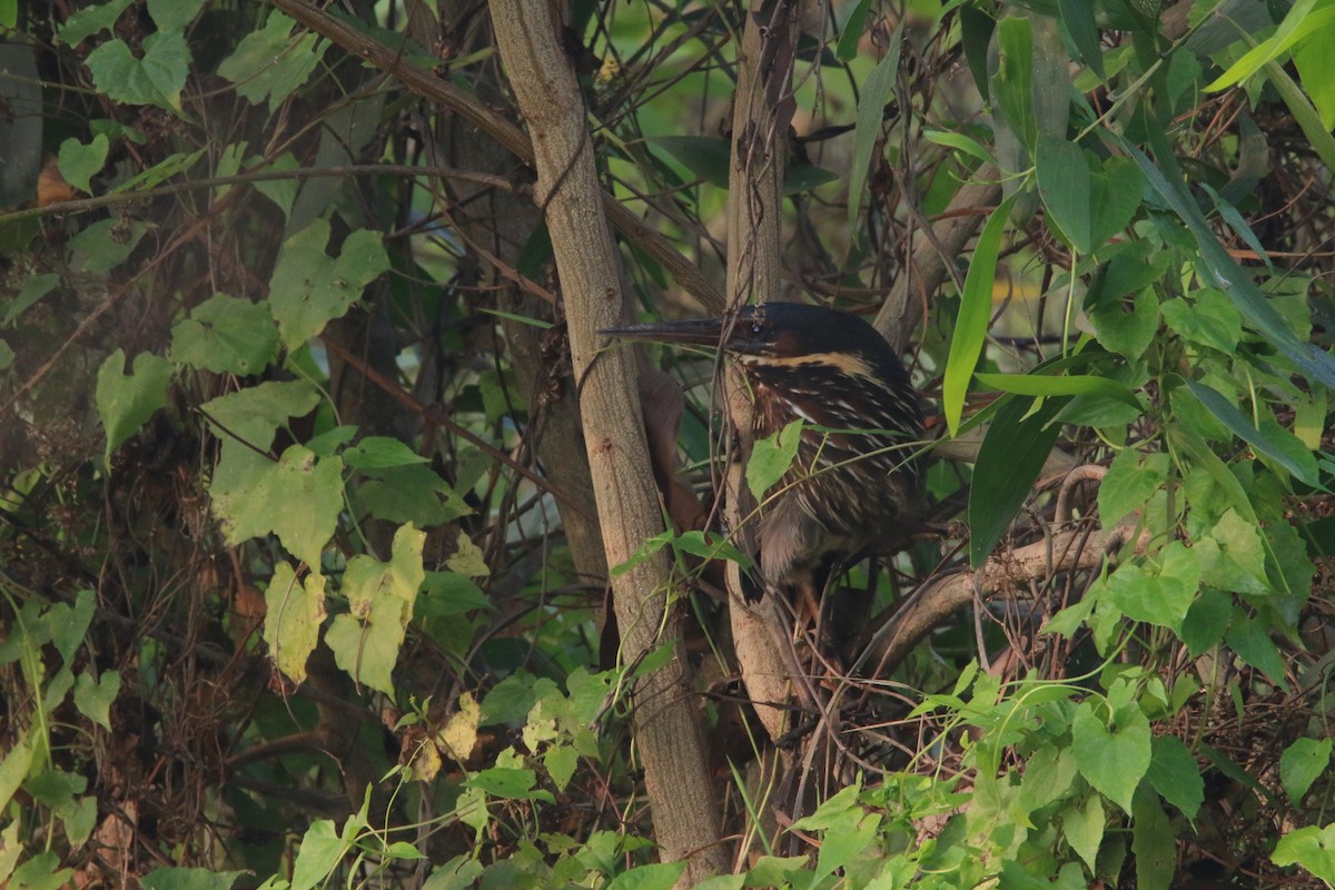 Black Bittern - ML581410691