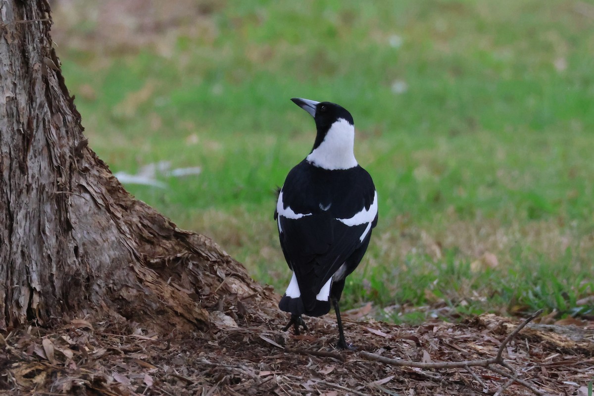 Australian Magpie - ML581410801