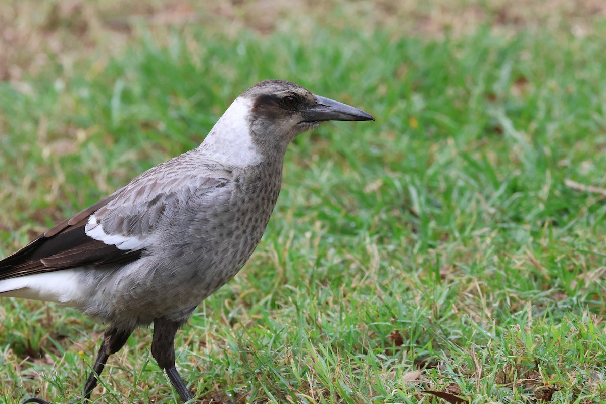 Australian Magpie - ML581410811