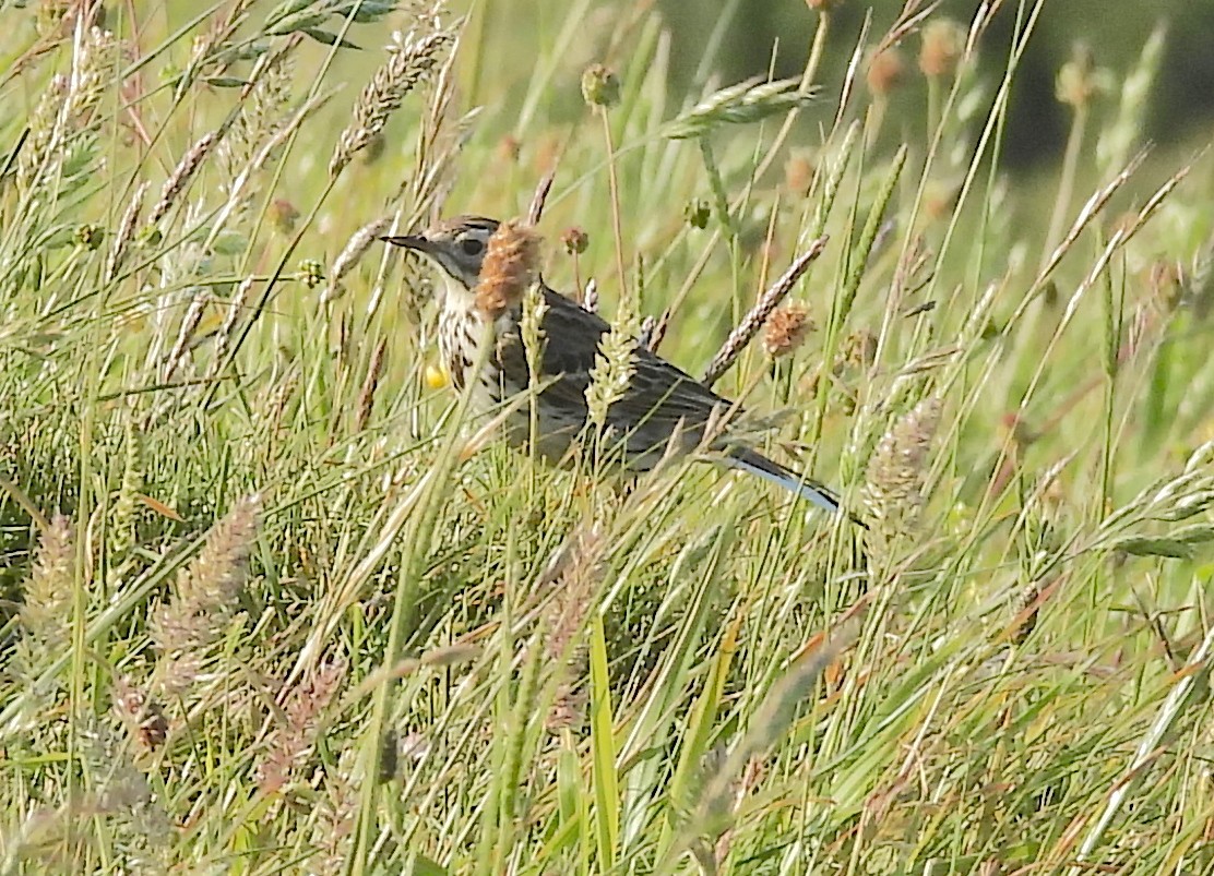 Wiesenpieper - ML581412291