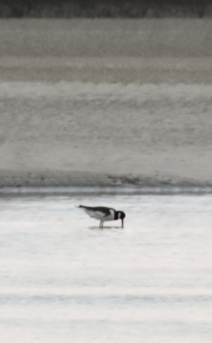 Eurasian Oystercatcher - ML581412311