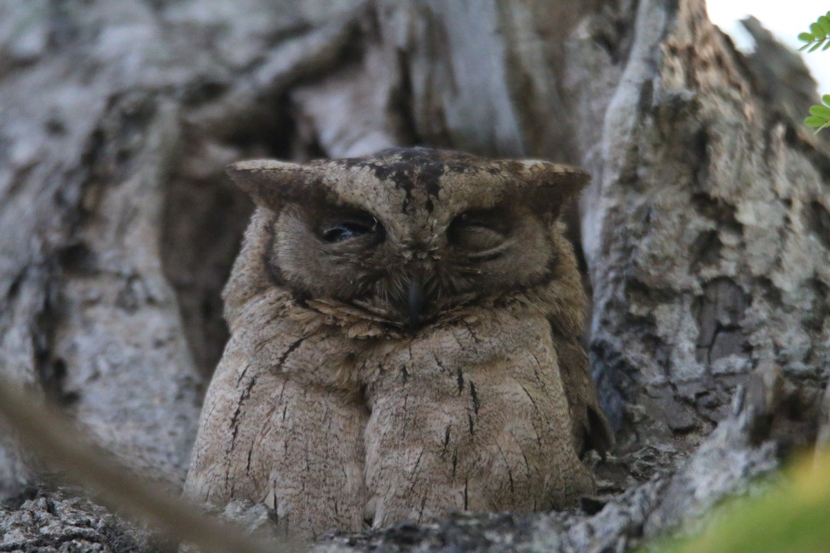 Indian Scops-Owl - ML581412421