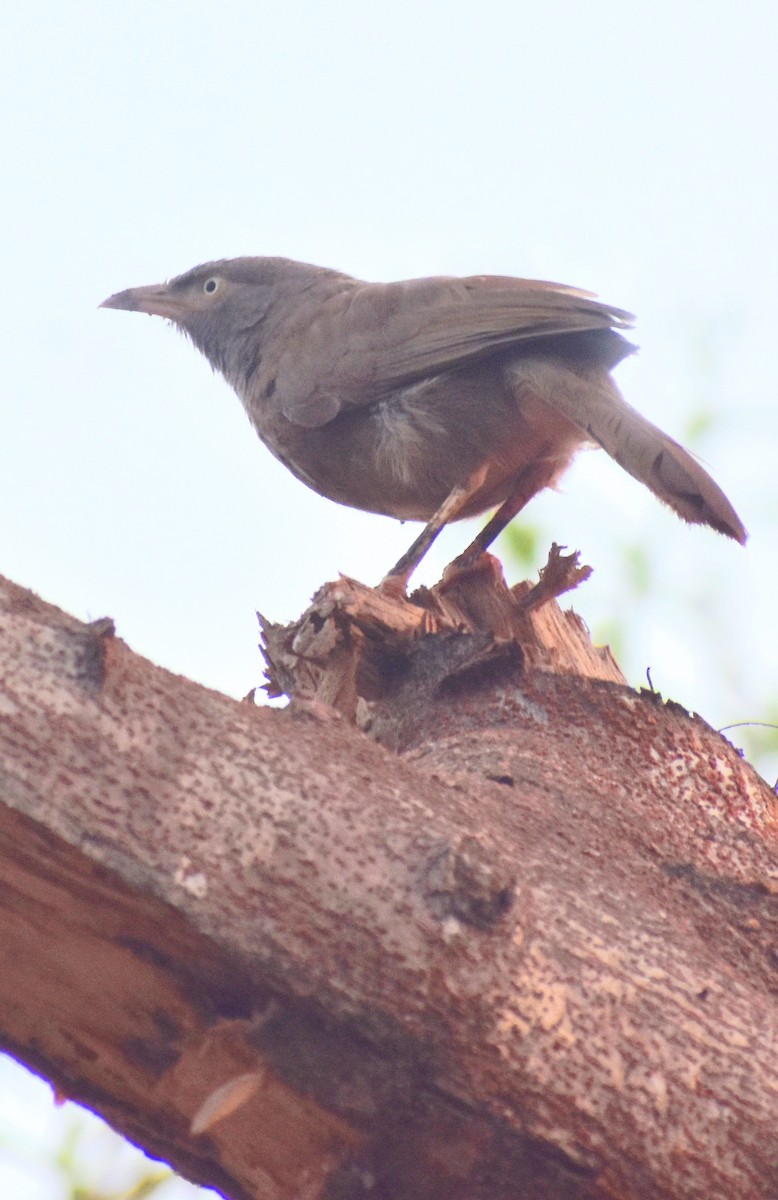 Jungle Babbler - ML581412741