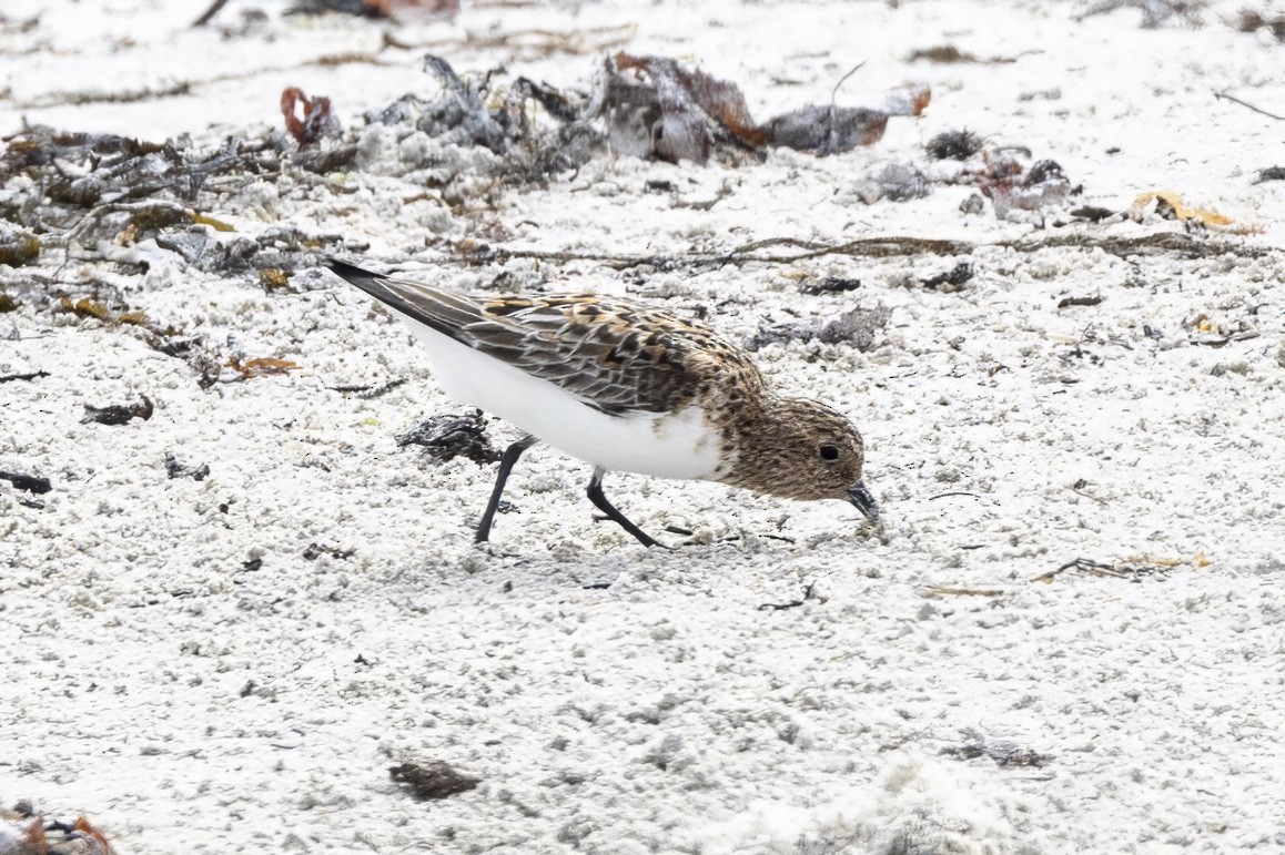 Sanderling - ML581413001