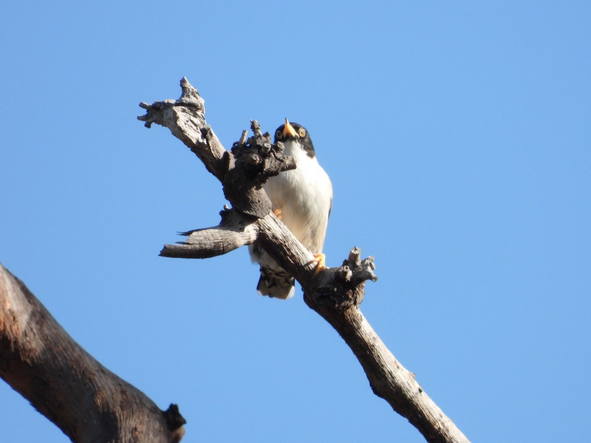 Varied Sittella (White-winged) - ML581413851