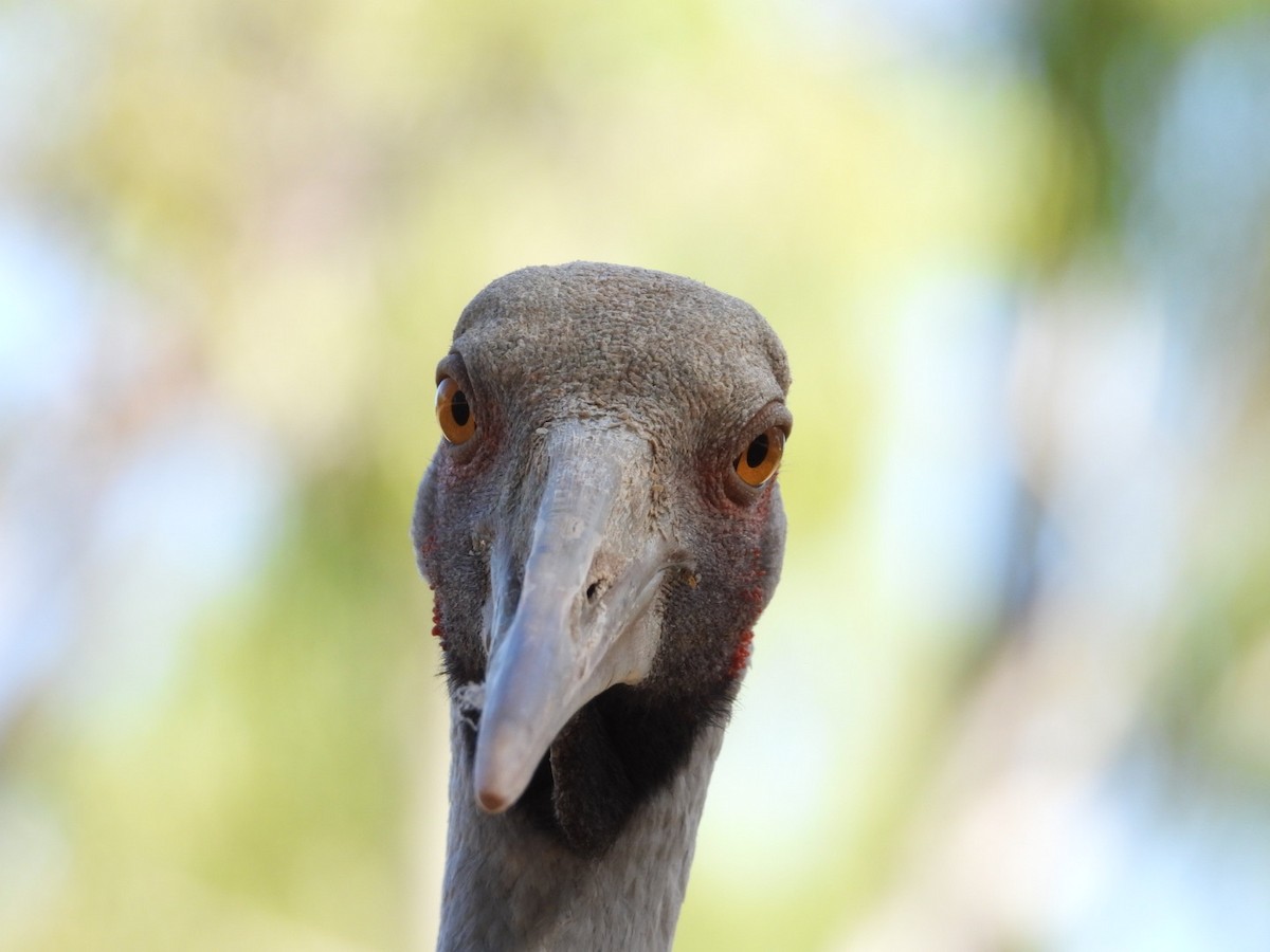 Brolga - ML581414061