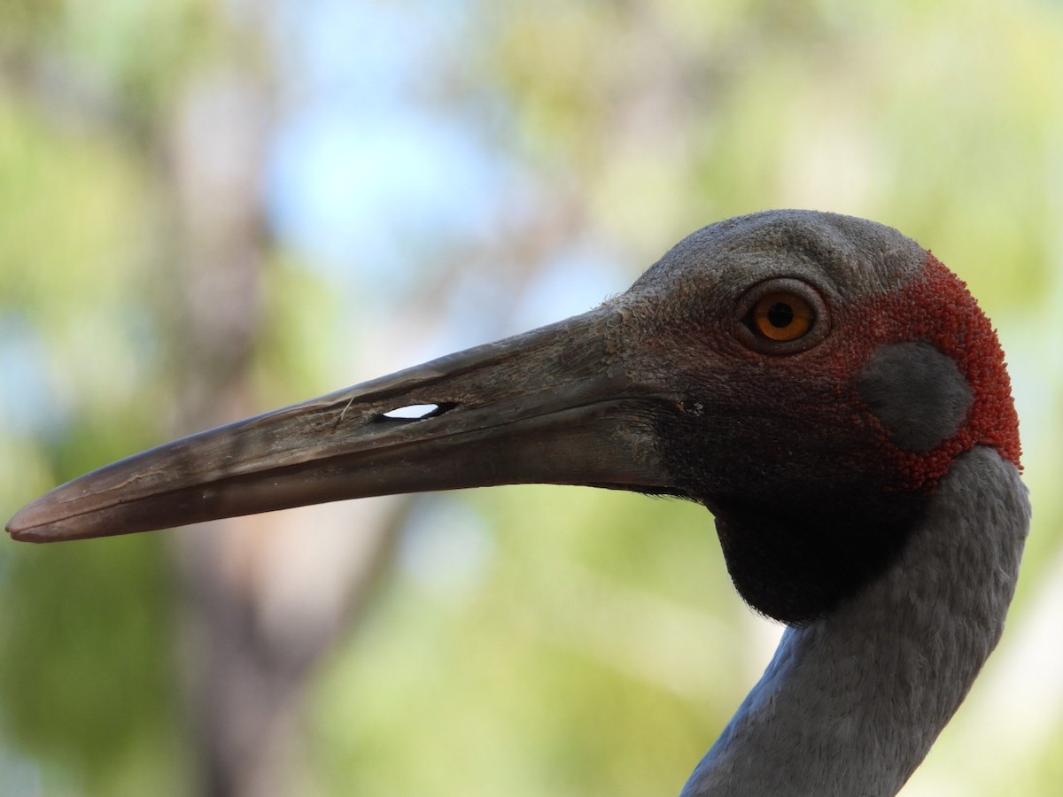 Brolga - ML581414071