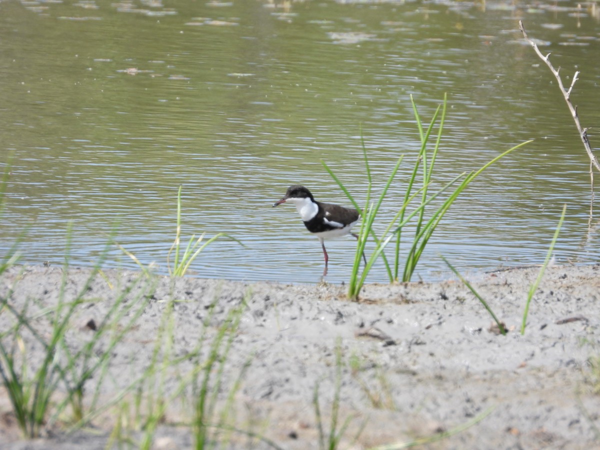 Red-kneed Dotterel - ML581414151