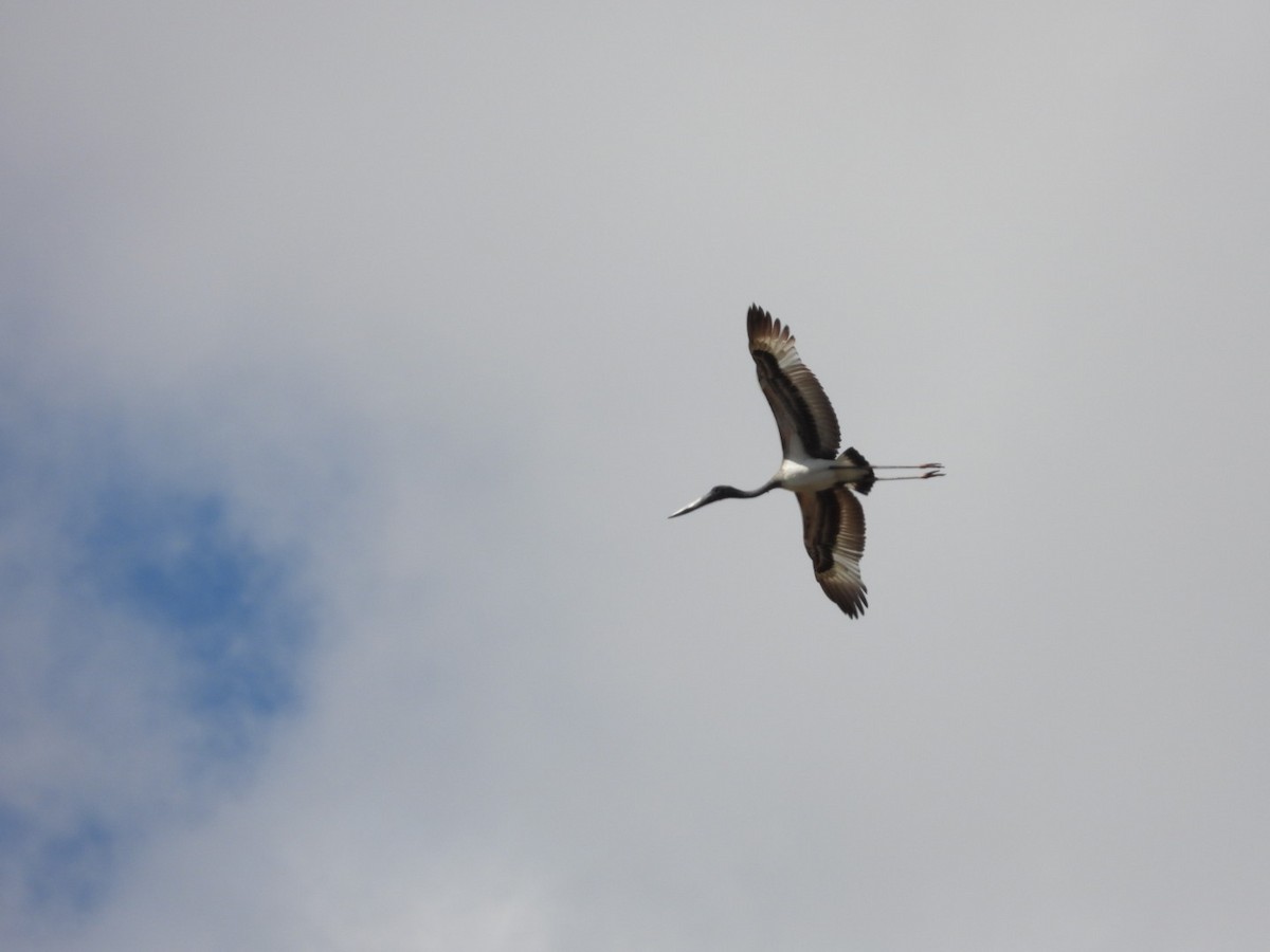 Black-necked Stork - ML581414181