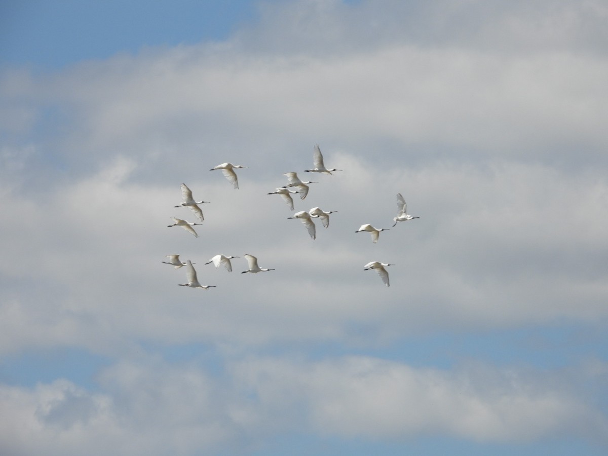 Royal Spoonbill - ML581414261