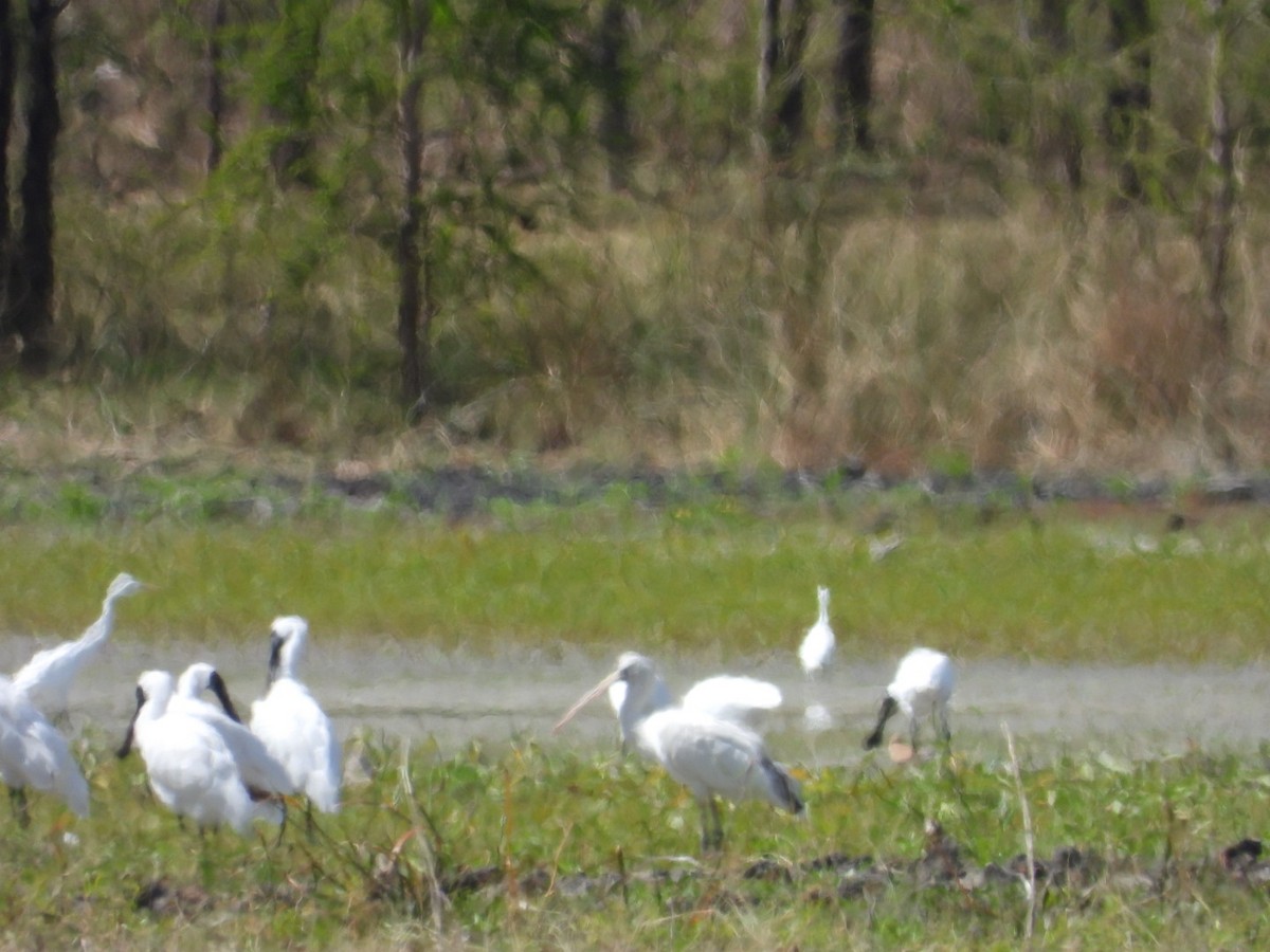 Yellow-billed Spoonbill - ML581414281