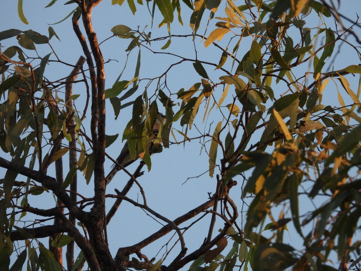 Black-eared Cuckoo - ML581414531