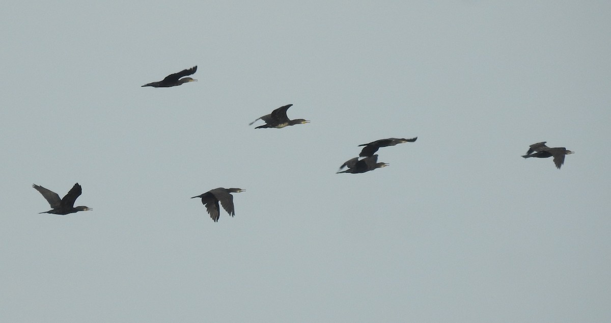 Cormoran à cou brun - ML581415301