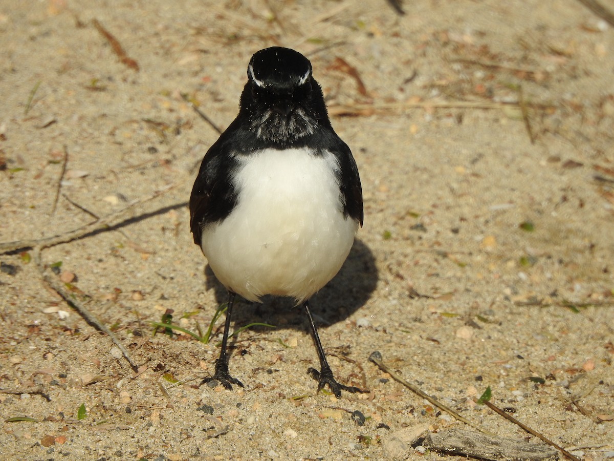 Willie-wagtail - Kerry Vickers
