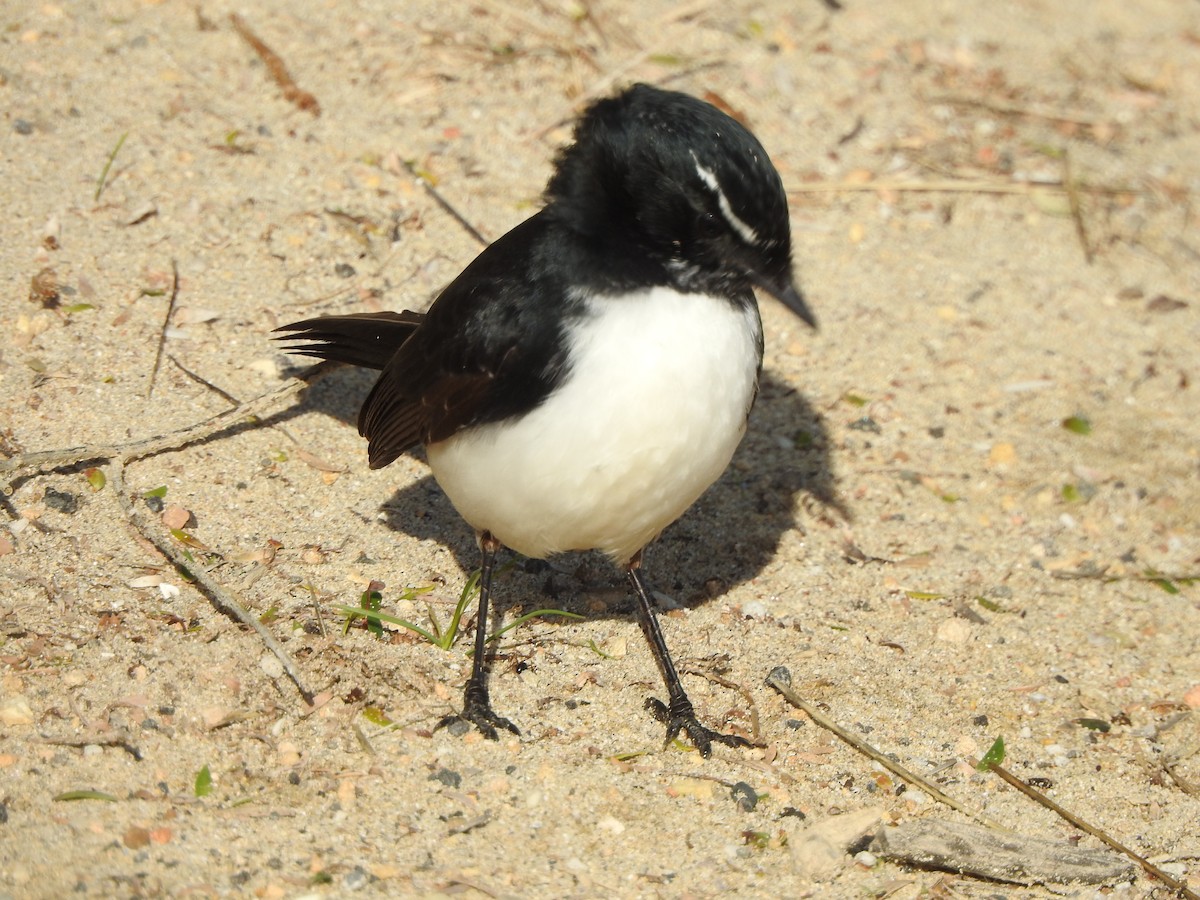 Willie-wagtail - Kerry Vickers