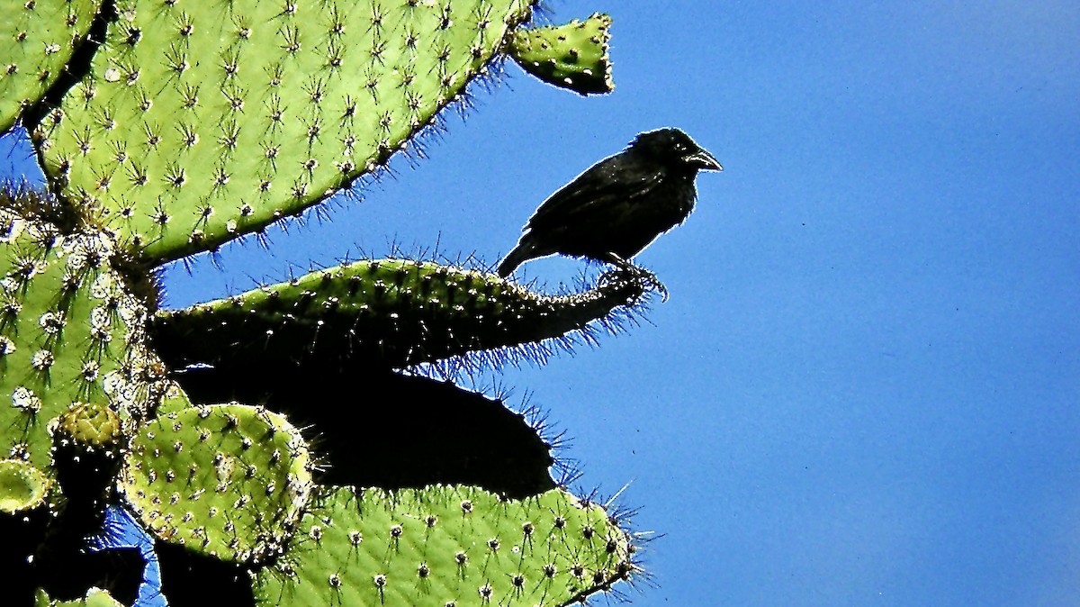 Pinzón de Darwin de Los Cactus - ML581415511