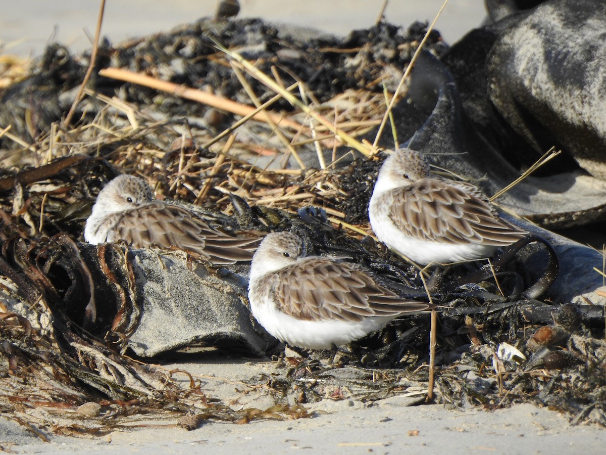 Rotkehl-Strandläufer - ML581415691