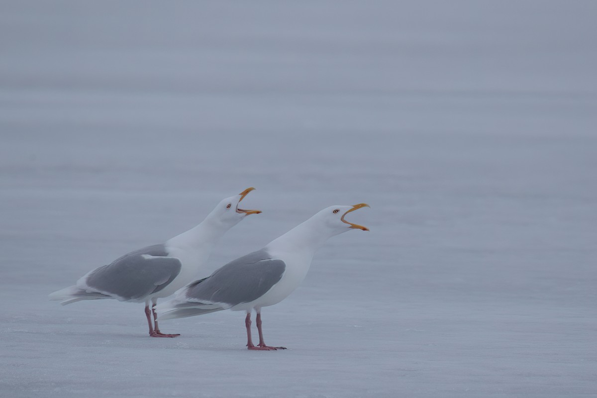 Glaucous Gull - ML581416261