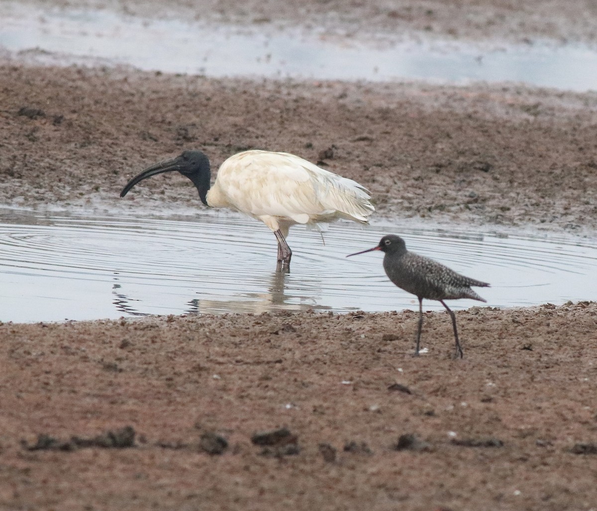 Spotted Redshank - ML581416731