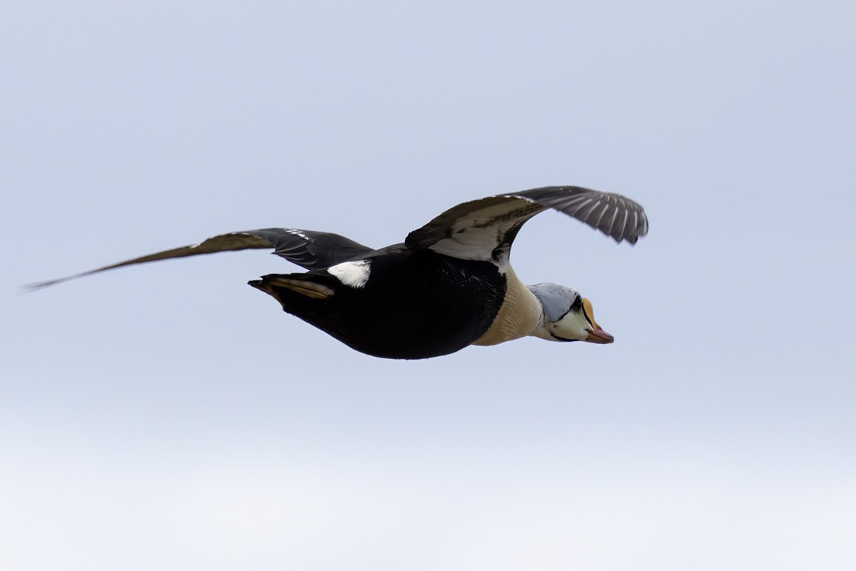 King Eider - Yann Kolbeinsson