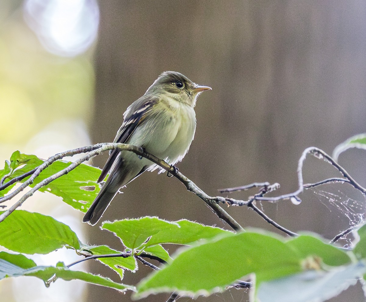 Acadian Flycatcher - ML581418871