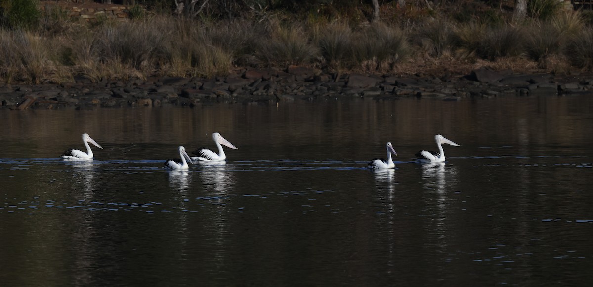 Australian Pelican - ML581419501