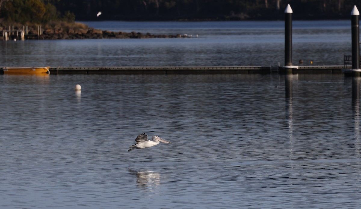 Australian Pelican - ML581419641