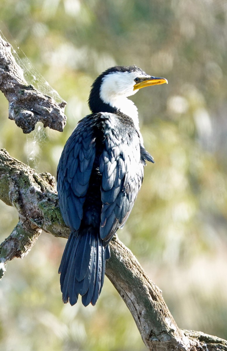 Little Pied Cormorant - ML581421381